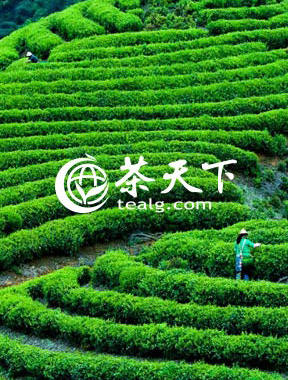 茶天下网是一家专注于茶产品消费及交易的B2B2C茶类垂直电商平台，汇聚全国各地优秀的茶生产企业，是一家具有权威性的茶类电商网站。